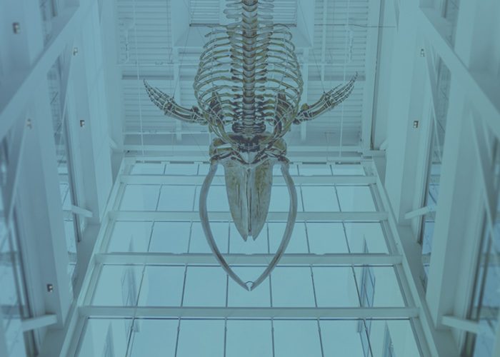 A 25-meter-long blue whale skeleton is suspended from the double-height atrium of the Core Science Facility at Memorial's St. John's Campus. Photo: Rich Blenkinsopp Blenkinsopp