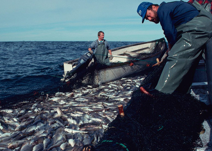 Atlantic cod fishery, before Canadian populations collapsed. CREDIT: PETER STACKPOLE/THE LIFE PICTURE COLLECTION VIA GETTY IMAGES