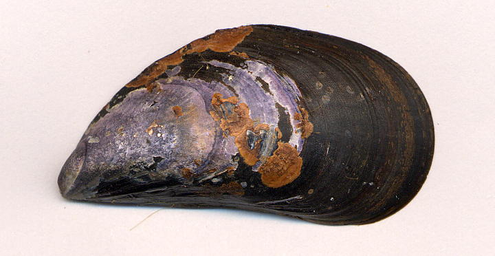 A Mussel Hybrid Zone: