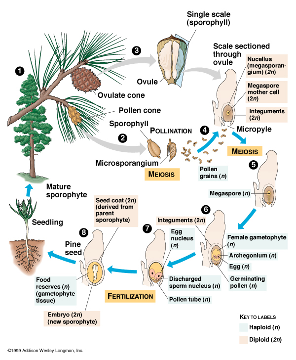 The gymnosperm life cycle and reproduction cycle start off with a mature 