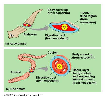 Acoelomates vs Coelomates