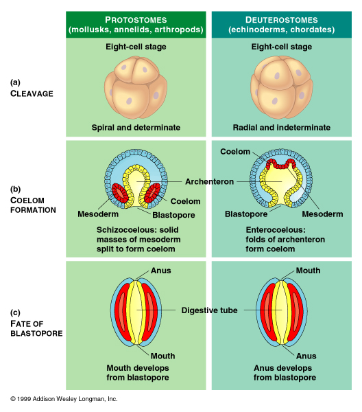 Platyhelminthes protostome vagy deuterostome Deuterostom vagy protostomia platyhelminthes