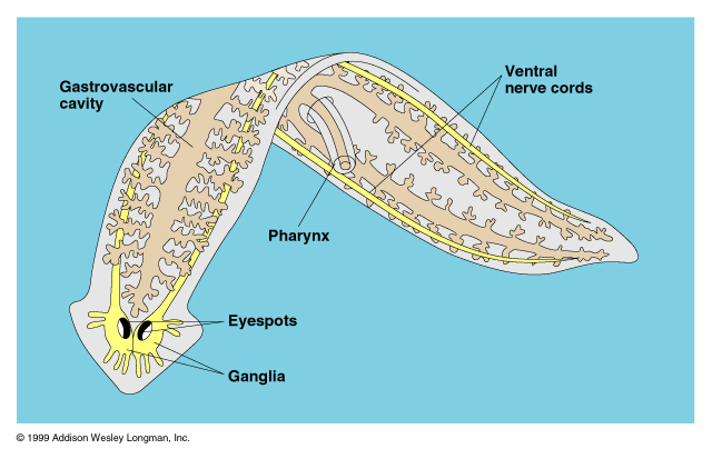 paraziták kezelése hidrogén peroxiddal pinworms kezelő gyertyák