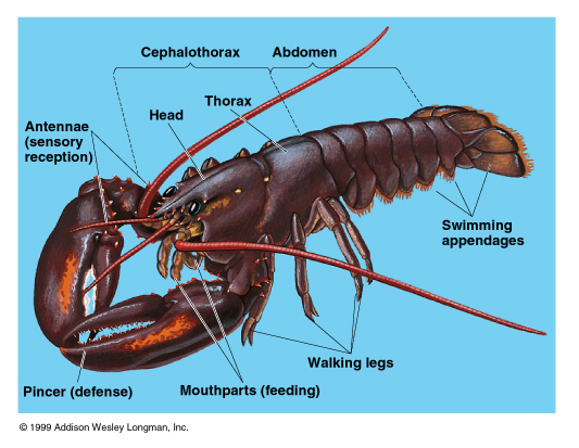 Sharonapbio-taxonomy - Animalia-Arthropoda--Crustacea