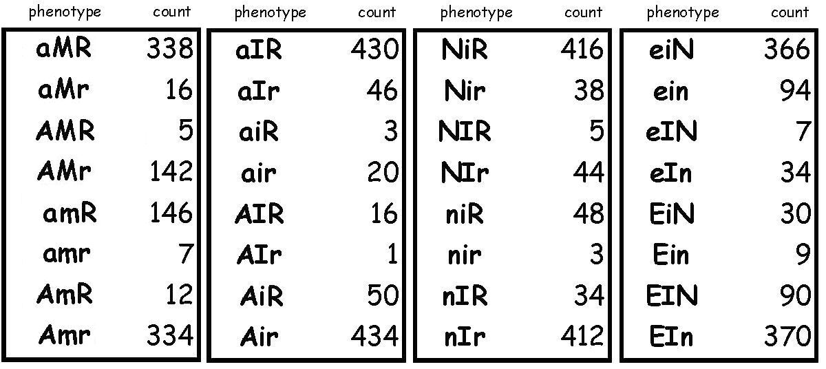 Practice trihybrid crosses 2