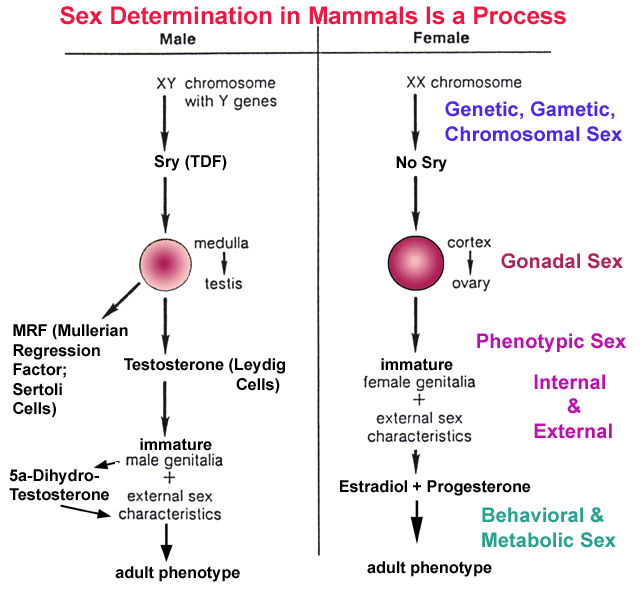 Determination Of Sex 62