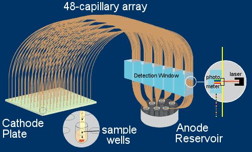 48-Capillary array