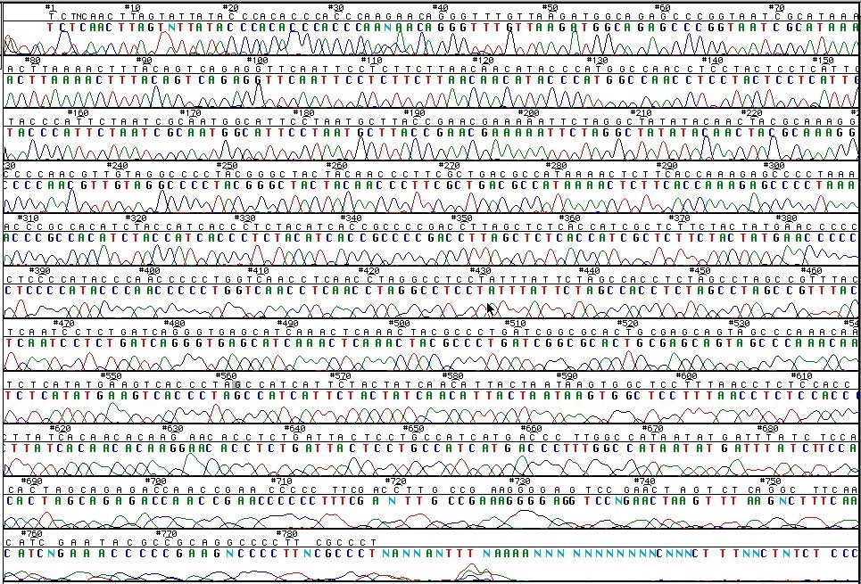 ABI377 chromatogram