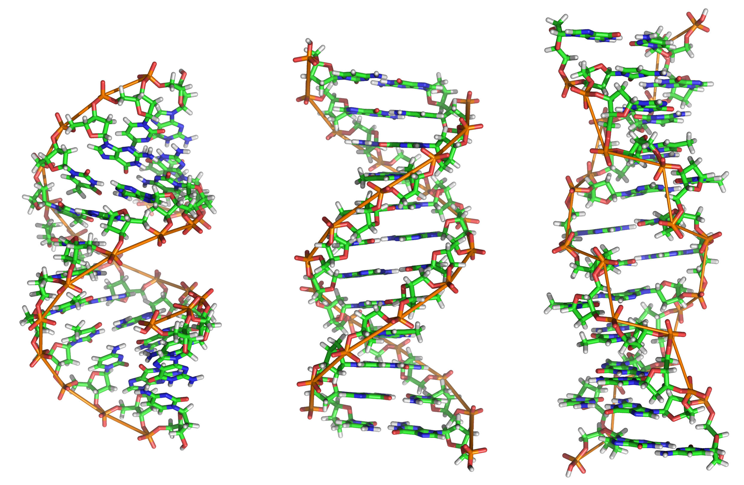 A B Z DNA