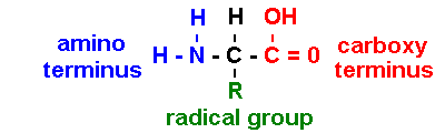 Amino Acid structure