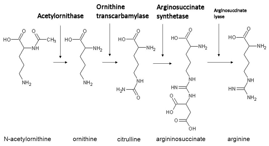 Arginine pathway