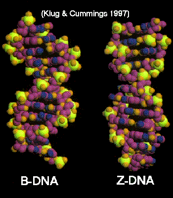 B vs Z DNA
