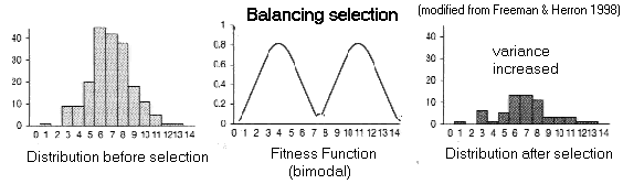 Balancing Selection