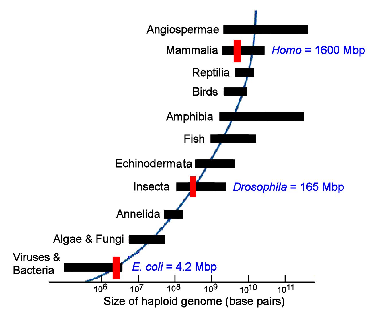 Genome Size Variation