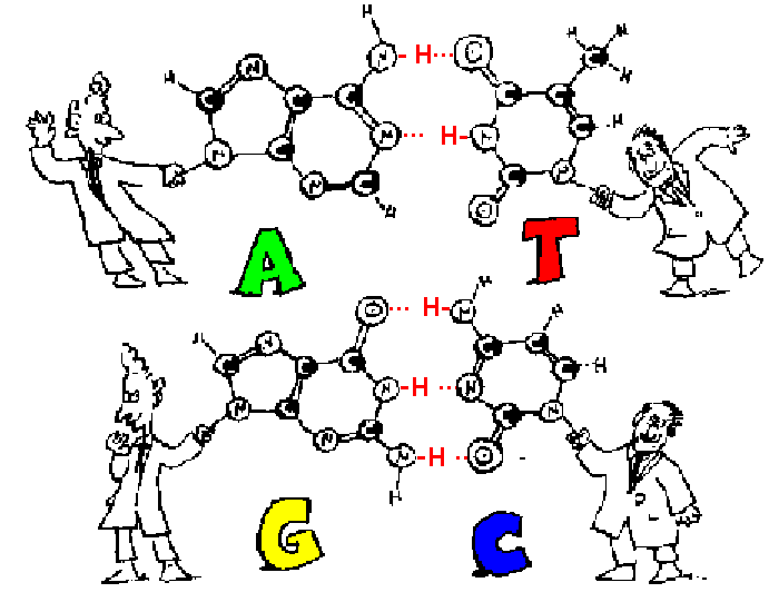 Structure Of Dna. The Watson-Crick Model of DNA