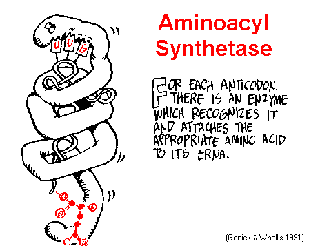 CG_tRNA_smc.gif