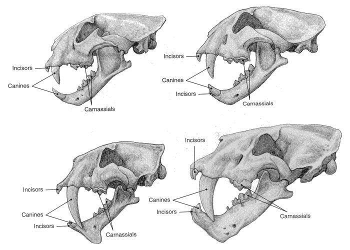 http://www.mun.ca/biology/scarr/Cats_4-25smc.gif