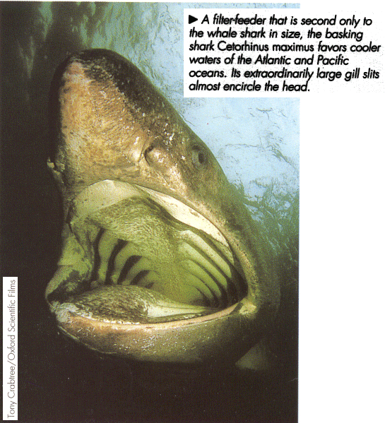 http://www.mun.ca/biology/scarr/Cetorhinus_basking_shark.gif