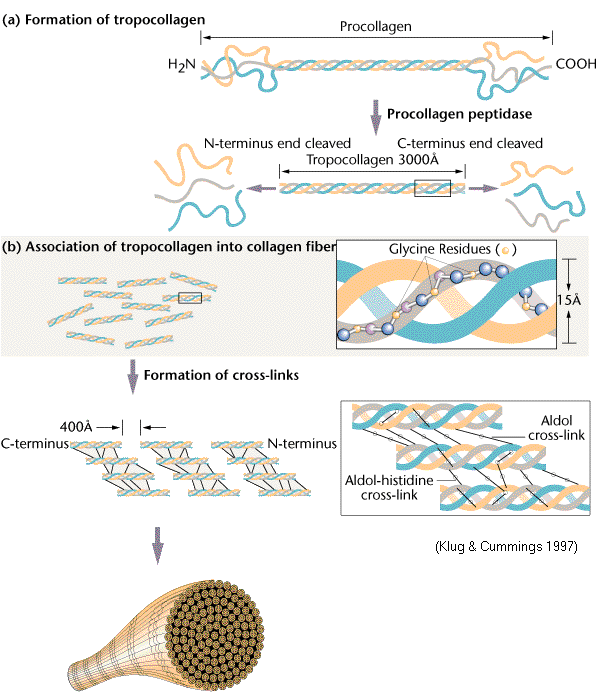 Collagen_structure.gif