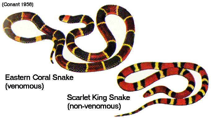 http://www.mun.ca/biology/scarr/Coral_snake_mimics.gif