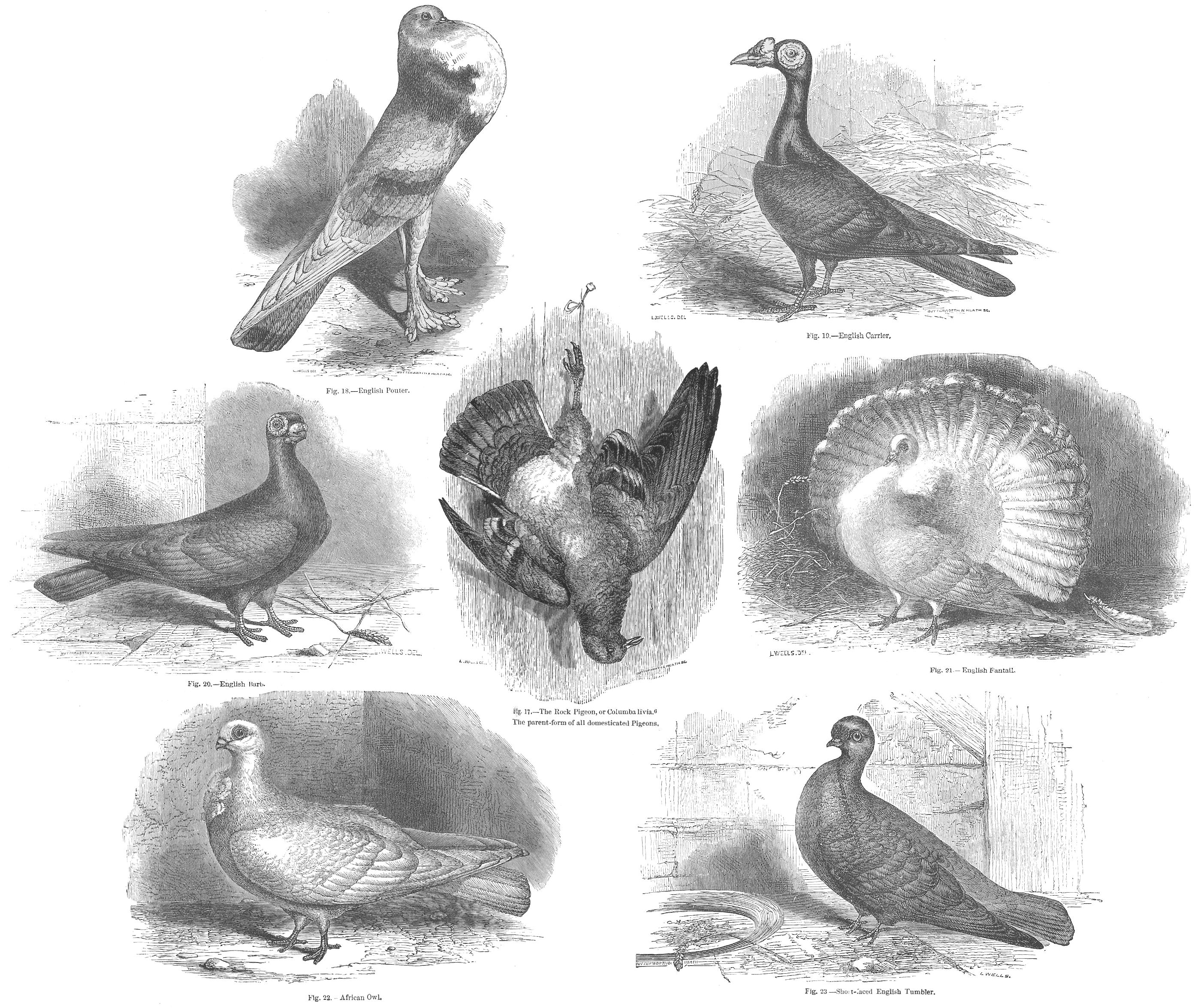 Darwin's Pigeons