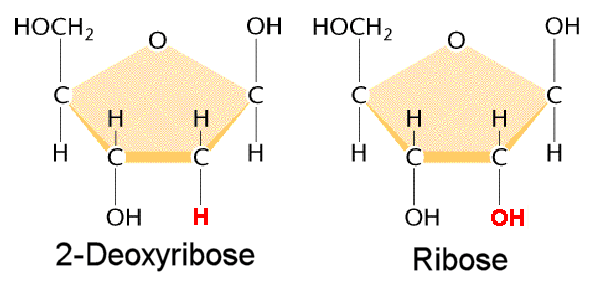 Deoxyribose vs ribose