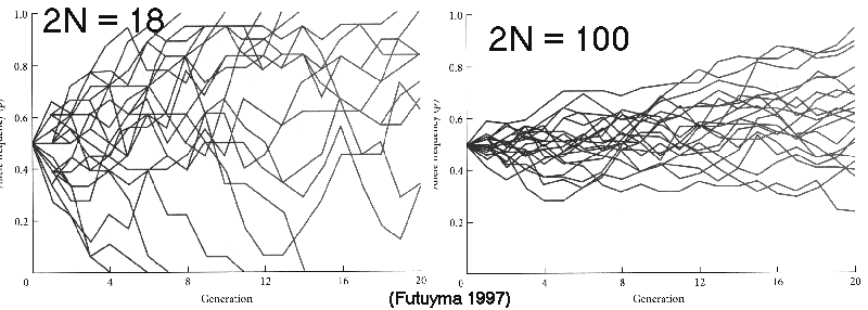 http://www.mun.ca/biology/scarr/Drift_among_populations.gif