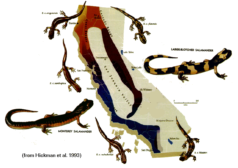 Ensatina_rassenkreis_3.gif