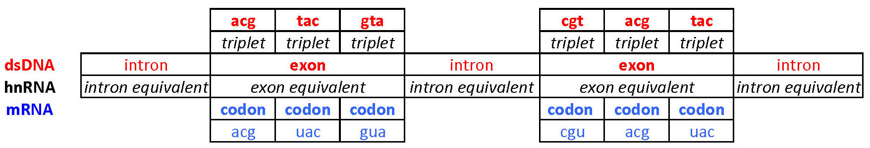 Exons Introns Codons