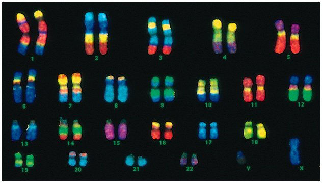 Karyotypes tell us about cells