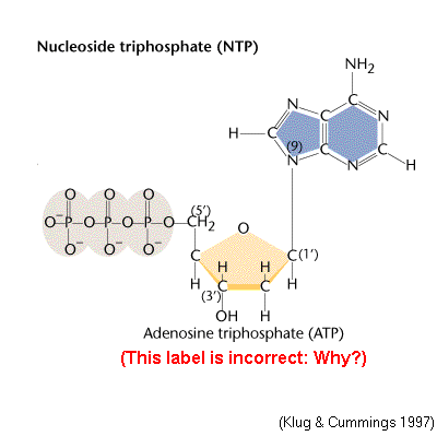 Nucleoside Triphosphate
