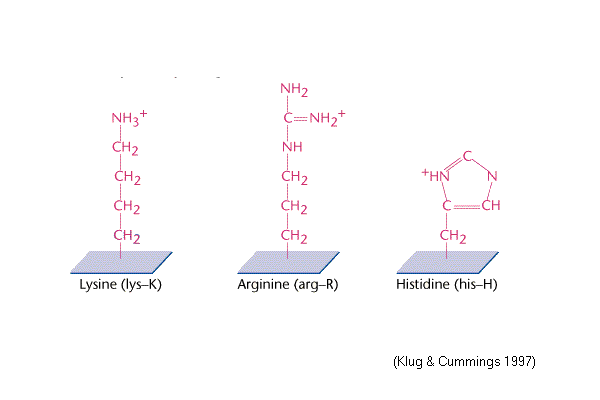 Positively Charged Amino Acids