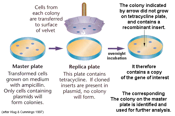 DNA Fingerprinting: