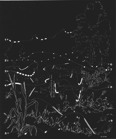 Flashing patterns of fireflies