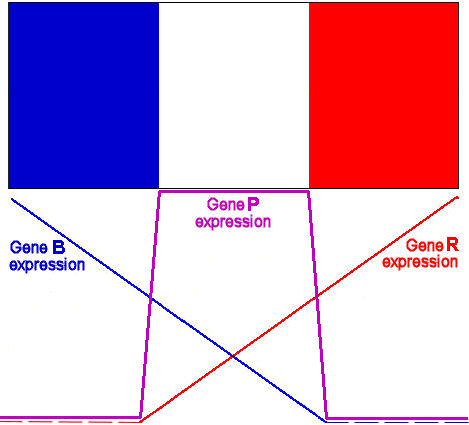 French Flag problem
