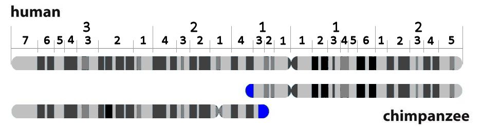 Human v Chimp
              Chromosome 2