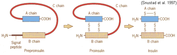 Insulin Processing