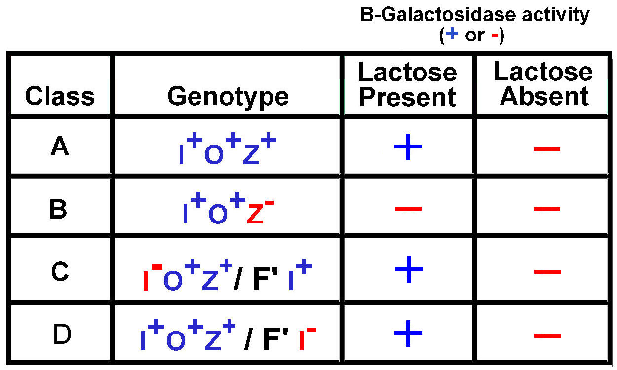 B-Gal phenotypes