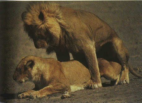 http://www.mun.ca/biology/scarr/Lions_mating.gif