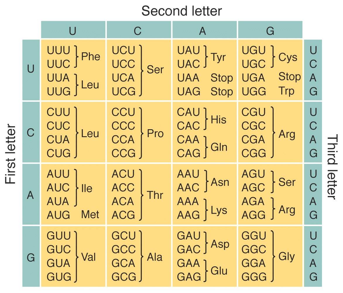 Il codice genetico