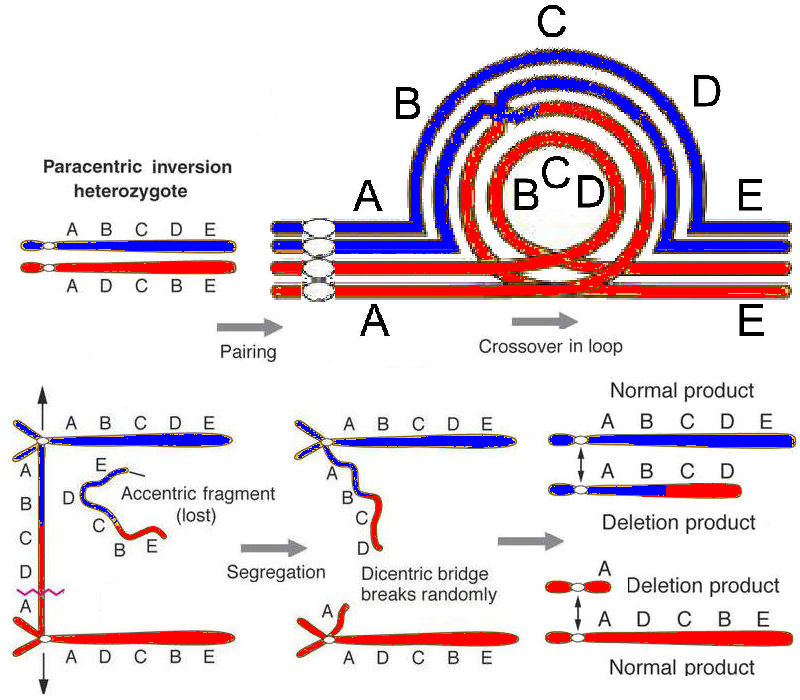 Inverted Chromosome