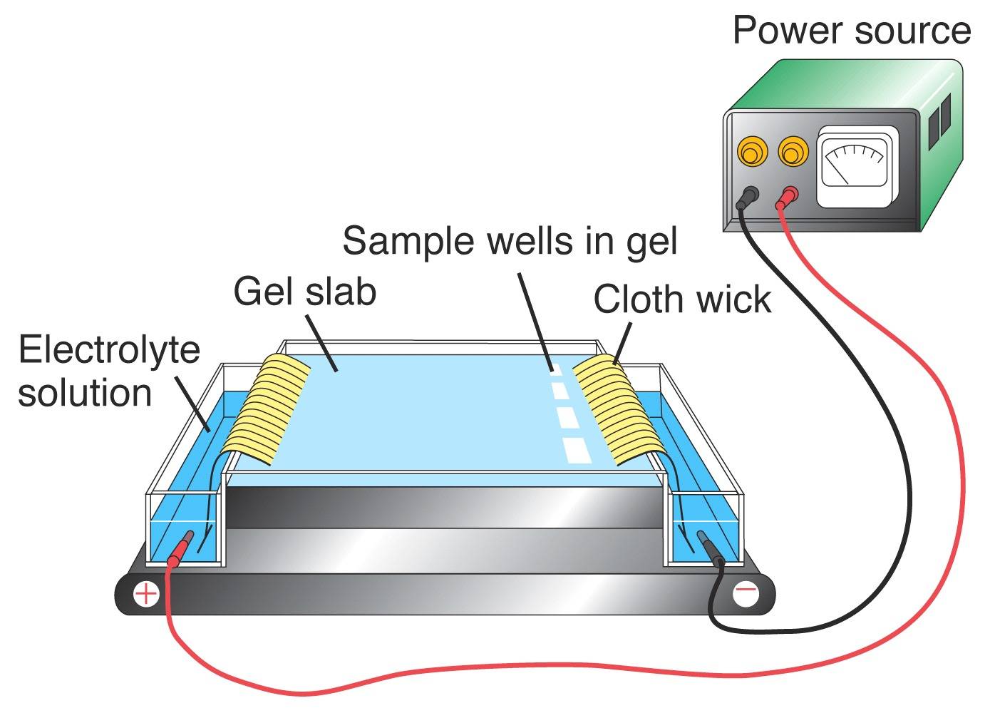 Electrophoresis Apparatus