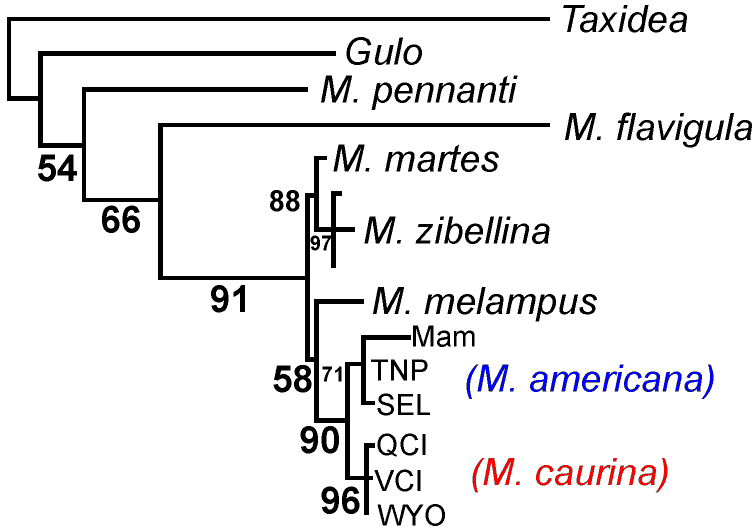http://www.mun.ca/biology/scarr/Martes_phylogeny.gif