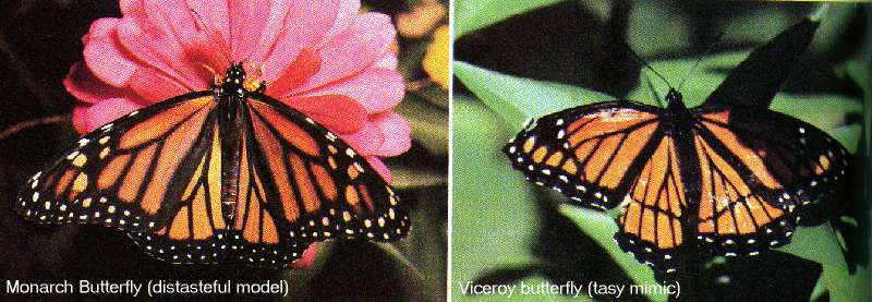 http://www.mun.ca/biology/scarr/Mimicry_(Batesian).gif