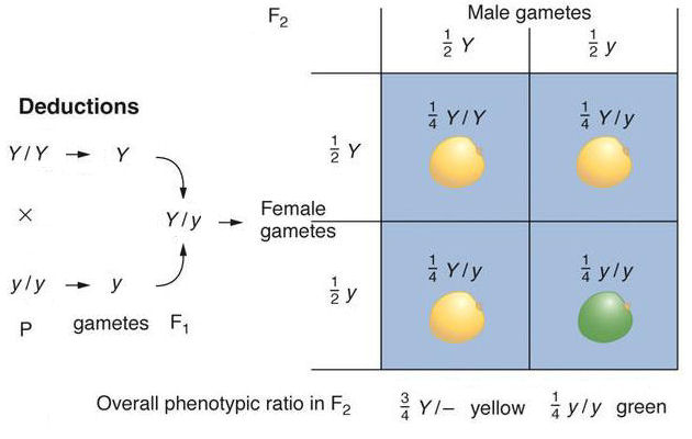 Monohybrid cross