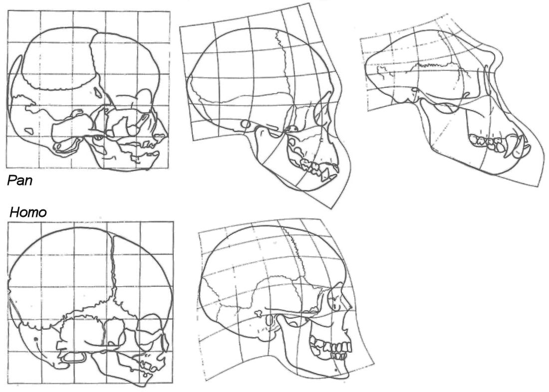 Neotny in humans and chimps