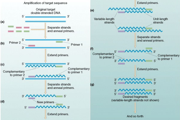 PCR in
          detail