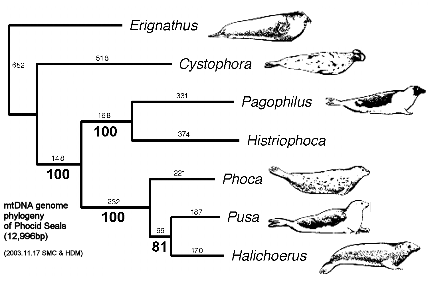 Phocid phylogeny, Nov 2003