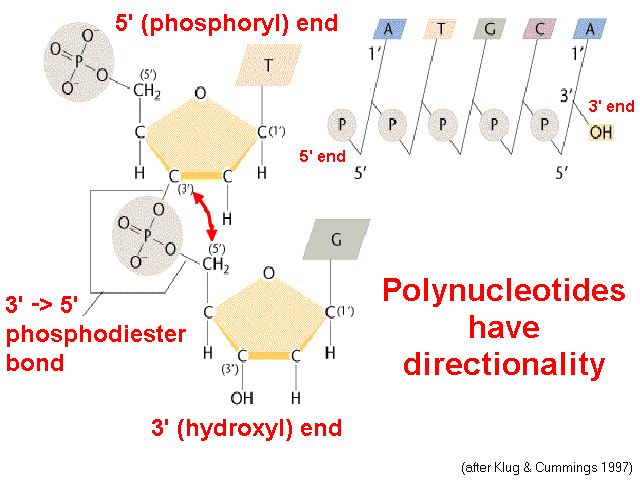 Polynucleotide Directionality