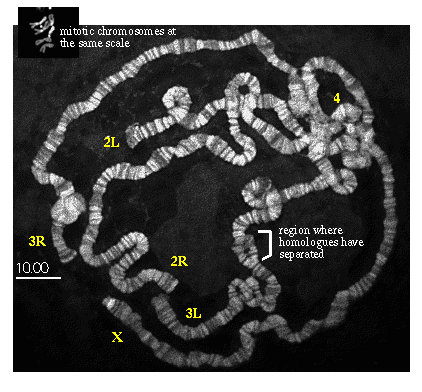 Polytene chromosomes